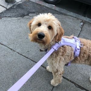 Wild One Large Lilac Harness